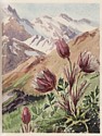 Planche 47 : Fleurs des Alpes, Duchesse de Vendôme