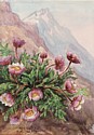 Aquarelle originale : Fleurs des Alpes, Duchesse de Vendôme