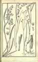 Histoire des plantes de Dauphiné, Dominique Villars : planche