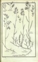 Histoire des plantes de Dauphiné, Dominique Villars : planche