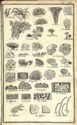 Histoire des plantes de Dauphiné, Dominique Villars : planche