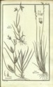 Histoire des plantes de Dauphiné, Dominique Villars : planche