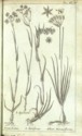 Histoire des plantes de Dauphiné, Dominique Villars : planche