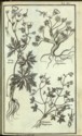 Histoire des plantes de Dauphiné, Dominique Villars : planche