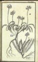 Histoire des plantes de Dauphiné, Dominique Villars : planche