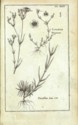 Histoire des plantes de Dauphiné, Dominique Villars : planche