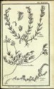 Histoire des plantes de Dauphiné, Dominique Villars : planche