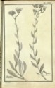 Histoire des plantes de Dauphiné, Dominique Villars : planche