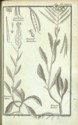 Histoire des plantes de Dauphiné, Dominique Villars : planche
