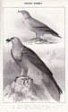 Ornithologie du Dauphiné, Hippolyte Bouteille