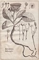 Prospectus Histoire des plantes de Dauphiné